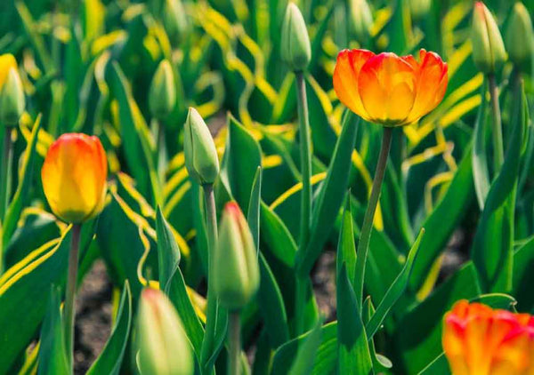 best spring decorating ideas